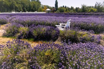 Lavender