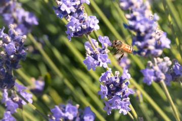 Lavender