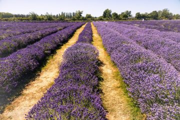 Lavender