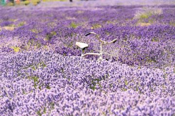 Lavender