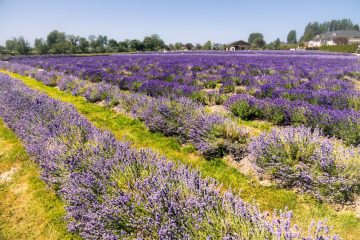 Lavender