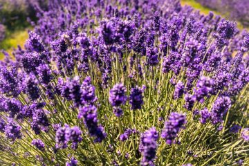 Lavender