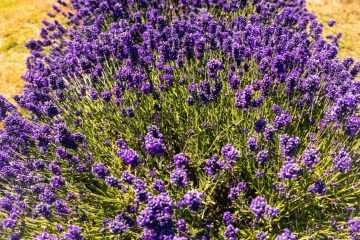Lavender