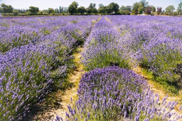 Lavender