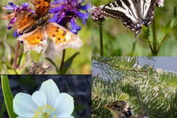 Flora and Fauna of Lone Goat