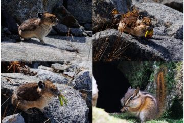 Cute a as a button (Pika and Chipmunk)