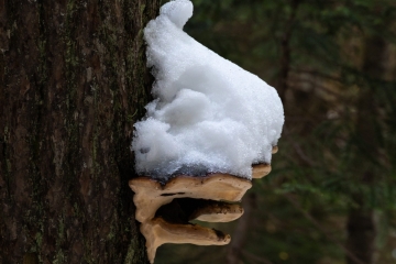 I scream for ice cream