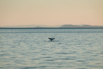 Whale at sunset