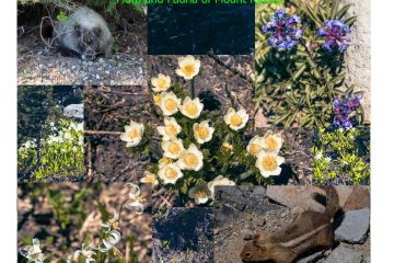 Flora-and-Fauna-of-Mount-Rainier-scaled