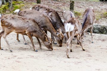 IMG_2418_20230311-scaled