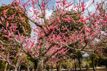 IMG_2434_20230311-scaled