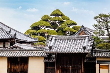 IMG_2517_20230312-scaled