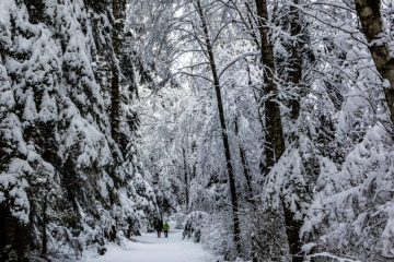 Trail to Norvan Falls after a snow storm