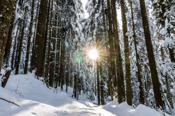 Trail to Norvan Falls after a snow storm