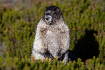 Marmot