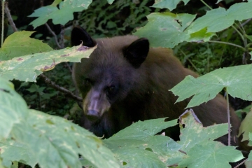 Black bear is a common sight on this trail