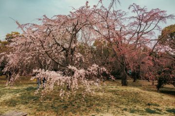 IMG_5240_20230320-scaled