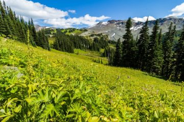 Taylor Meadow
