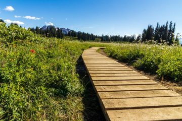 Taylor Meadow