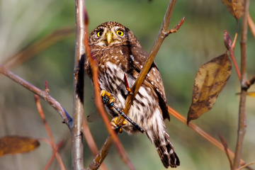 Northern Pygmy Owl