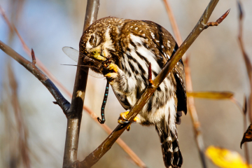 Northern Pygmy Owl