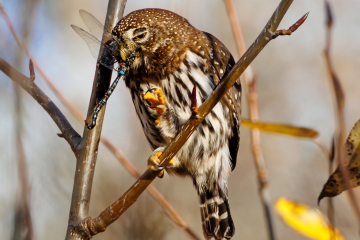 Northern Pygmy Owl