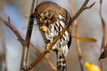Northern Pygmy Owl