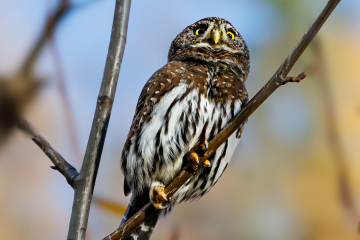 Northern Pygmy Owl