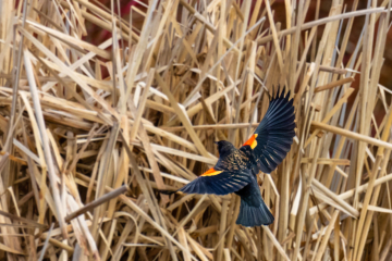 Red-winged Blackbird