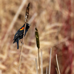 Red-winged Blackbird