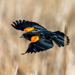 Red-winged Blackbird