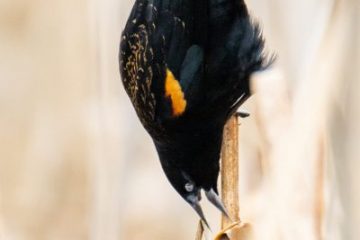 Red-winged Blackbird