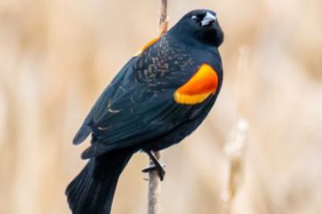 Red-winged Blackbird