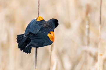 Red-winged Blackbird