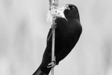 Red-winged Blackbird