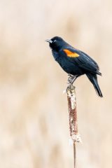 Red-winged Blackbird