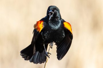 Red-winged Blackbird