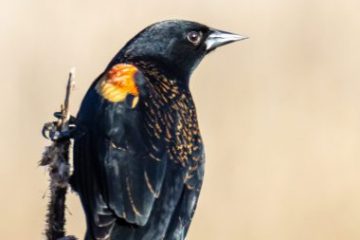 Red-winged Blackbird