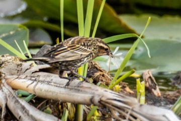 Female red-winged Blackbird