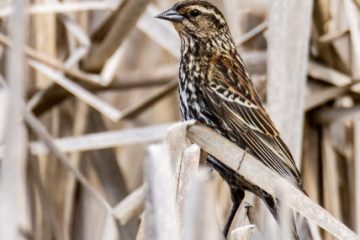 Female red-winged Blackbird