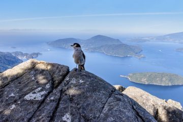 A Canada Jay