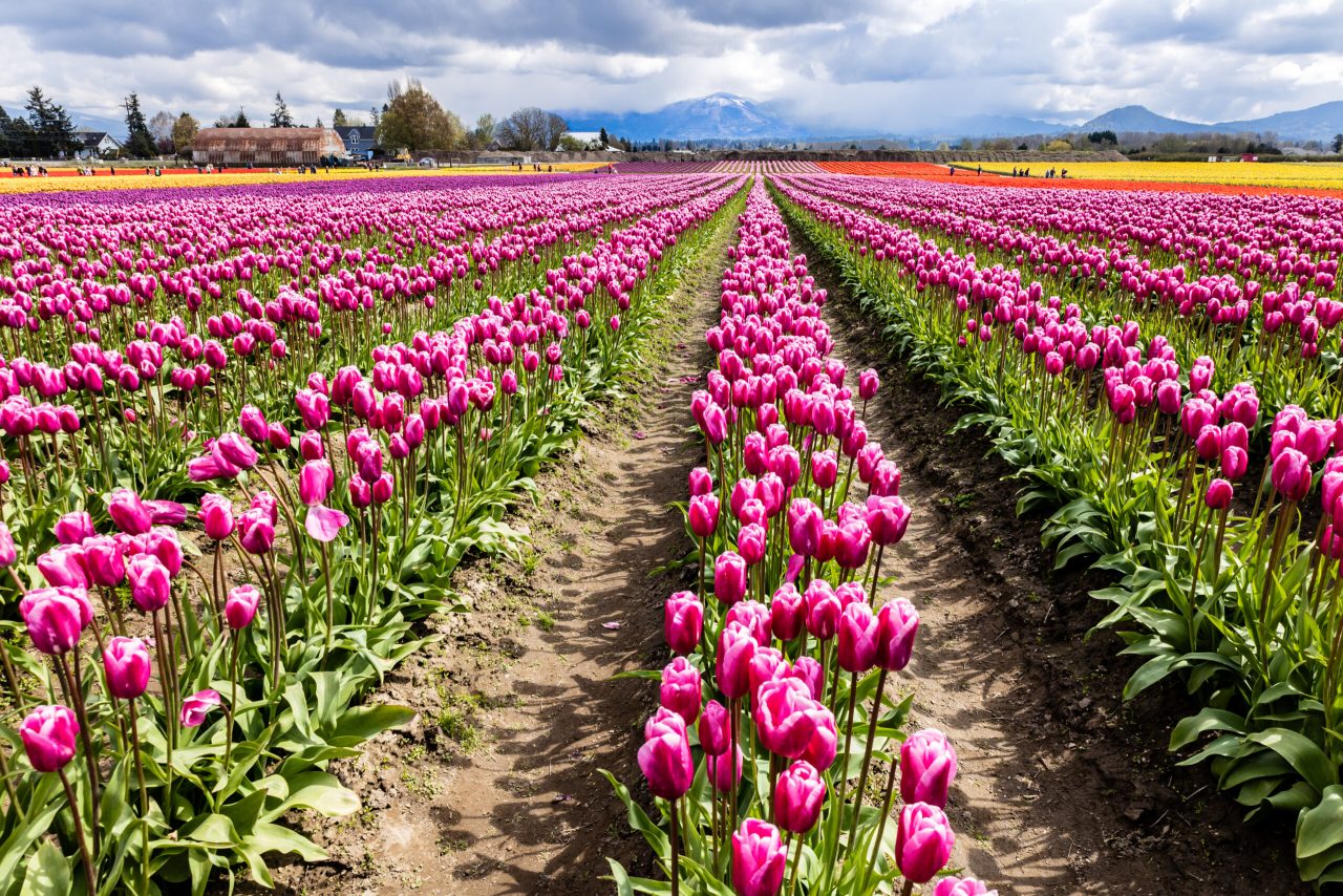 Skagit Valley Tulip Festival, Washington