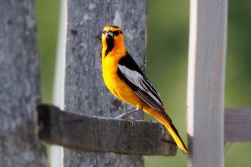 Bullock's Oriole