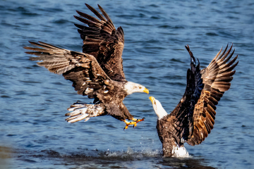 Bald Eagles