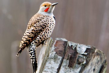 Northern Flicker