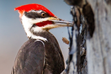 Pileated Woodpecker