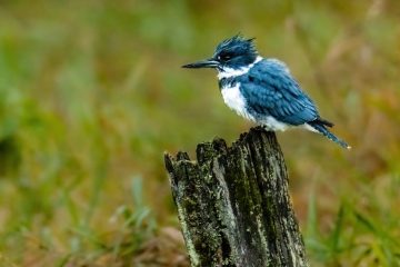 Belted Kingfisher