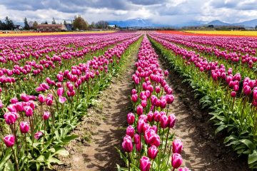 Skagit Valley Tulip Festival, Washington