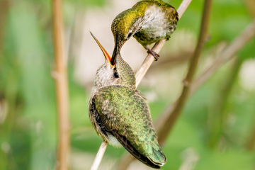 Anna Hummingbird feeding their chick