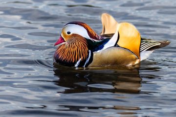Mandarin Duck
